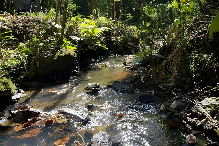Cabana sobre o cafezal com ofurô e Starlink