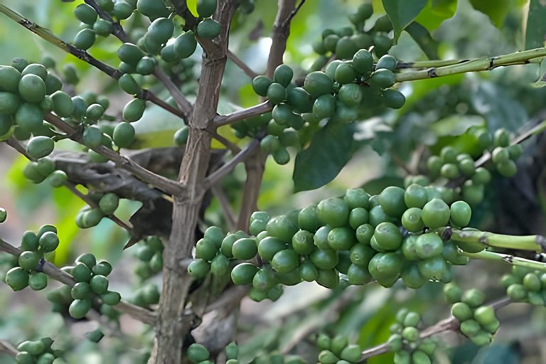 Cabana sobre o cafezal com ofurô e Starlink