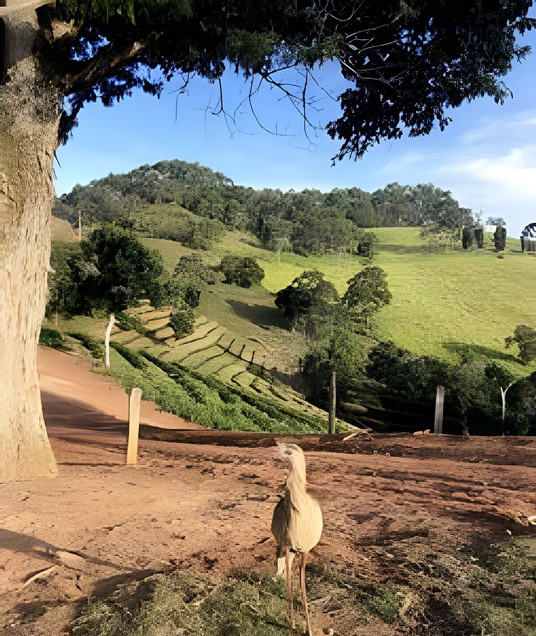 Cabana sobre o cafezal com ofurô e Starlink