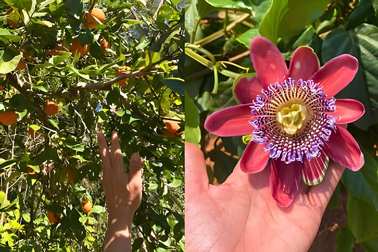 Cabana sobre o cafezal com ofurô e Starlink