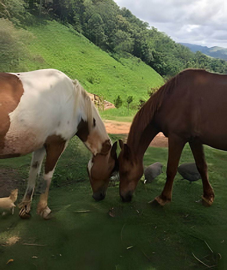 Cabana Mata |Olivais Santa Clara