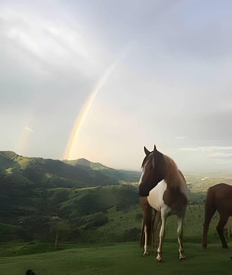 Cabana Mata |Olivais Santa Clara
