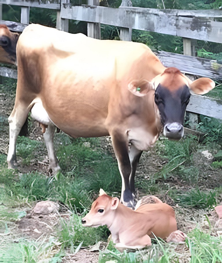 Cabana Mata |Olivais Santa Clara