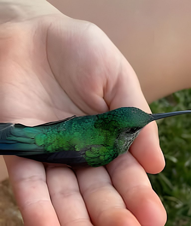 🌳⛰️🌄Chalé | Olivais Santa Clara Lodge |Sul de Minas