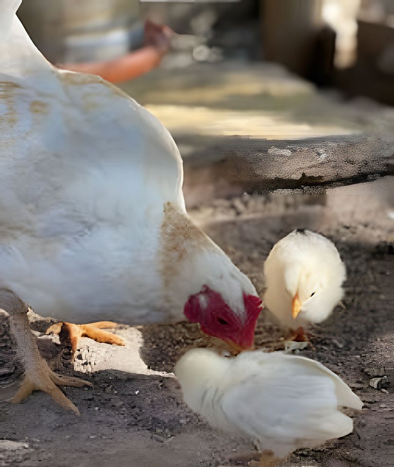 🌳⛰️🌄Chalé | Olivais Santa Clara Lodge |Sul de Minas