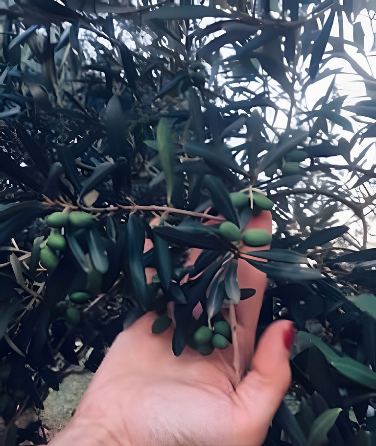 🌳⛰️🌄Chalé | Olivais Santa Clara Lodge |Sul de Minas