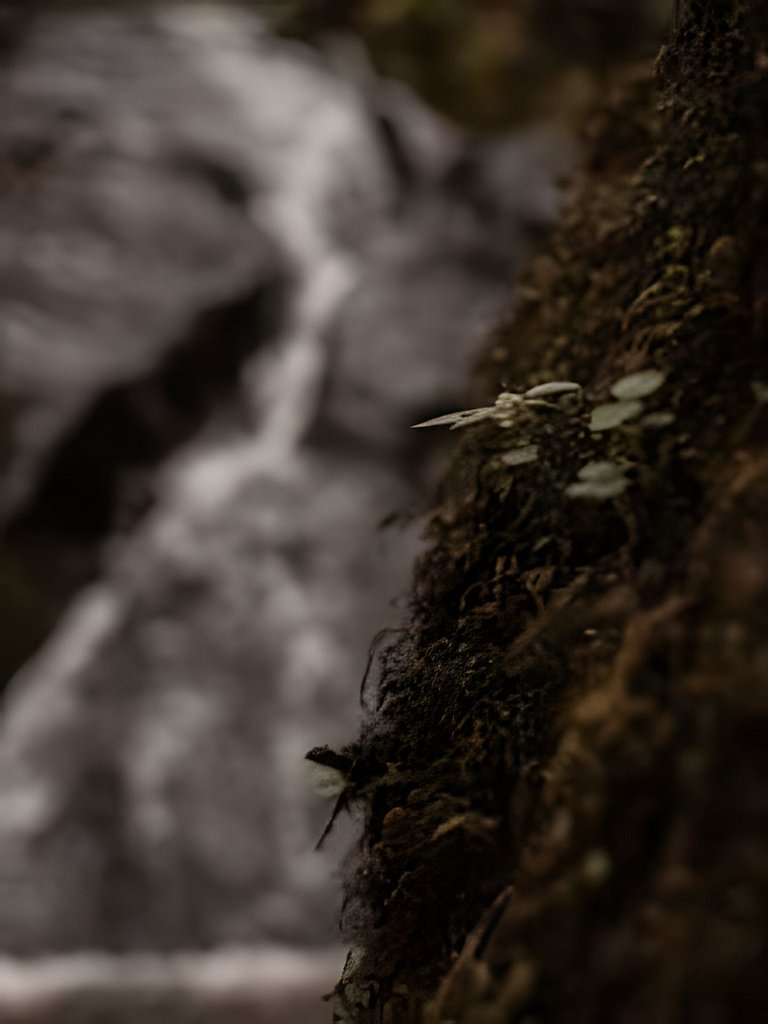 🌳⛰️🌄Chalé | Olivais Santa Clara Lodge |Sul de Minas
